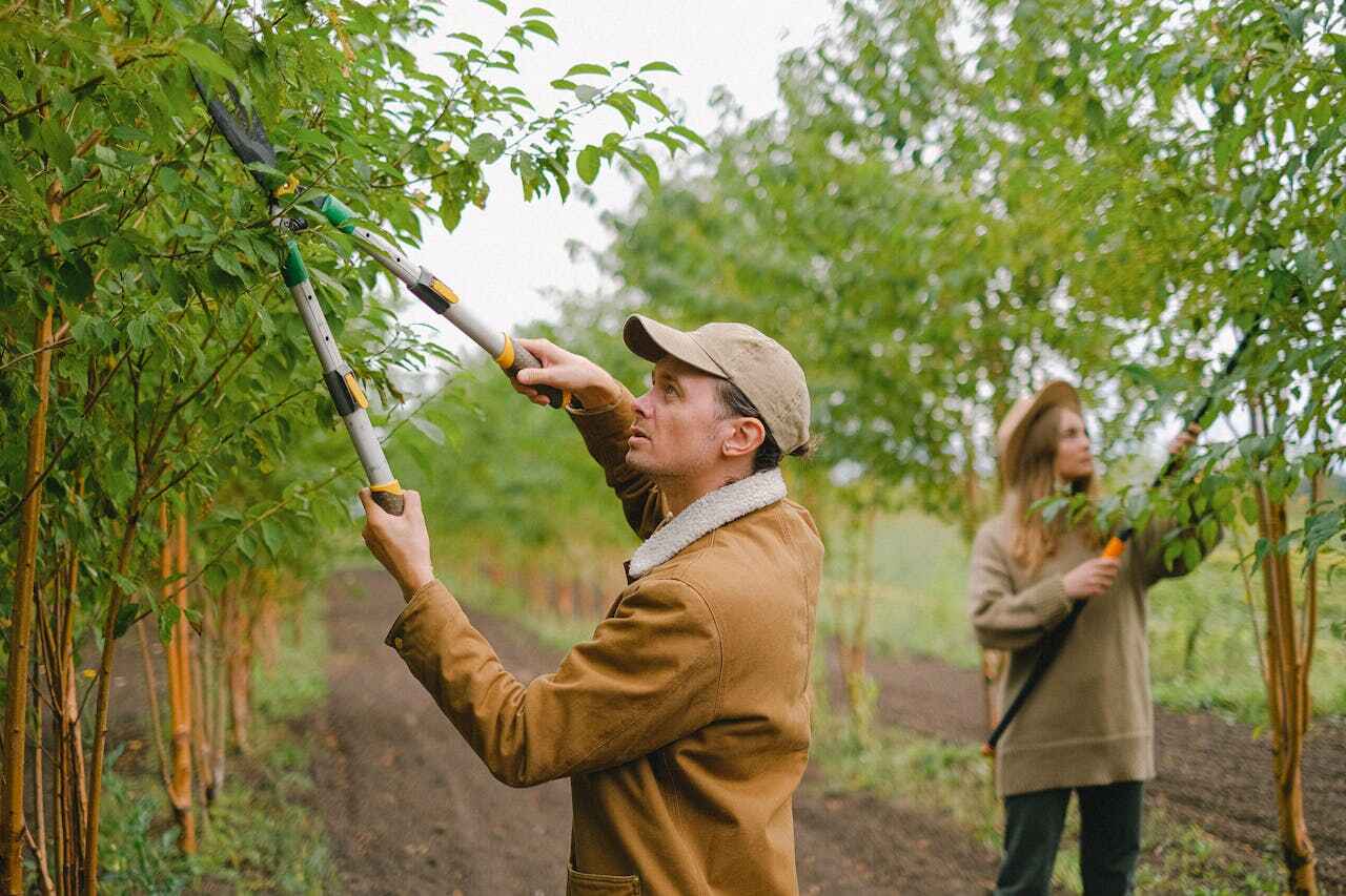 Trusted Carlyss, LA Tree Service Experts